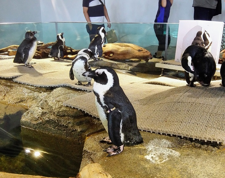 ペンギンは正義