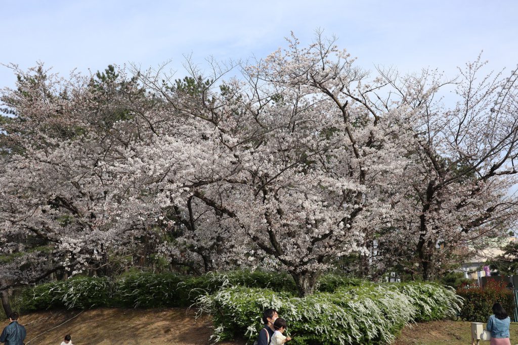 万博記念公園の桜 - 1