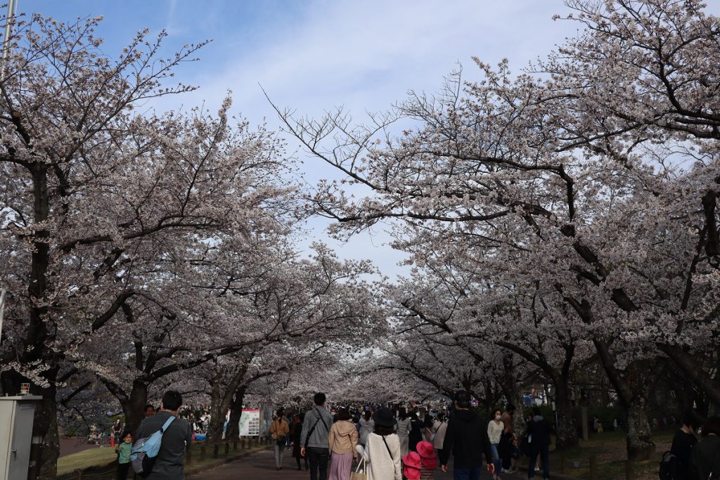 万博記念公園の桜 - 2