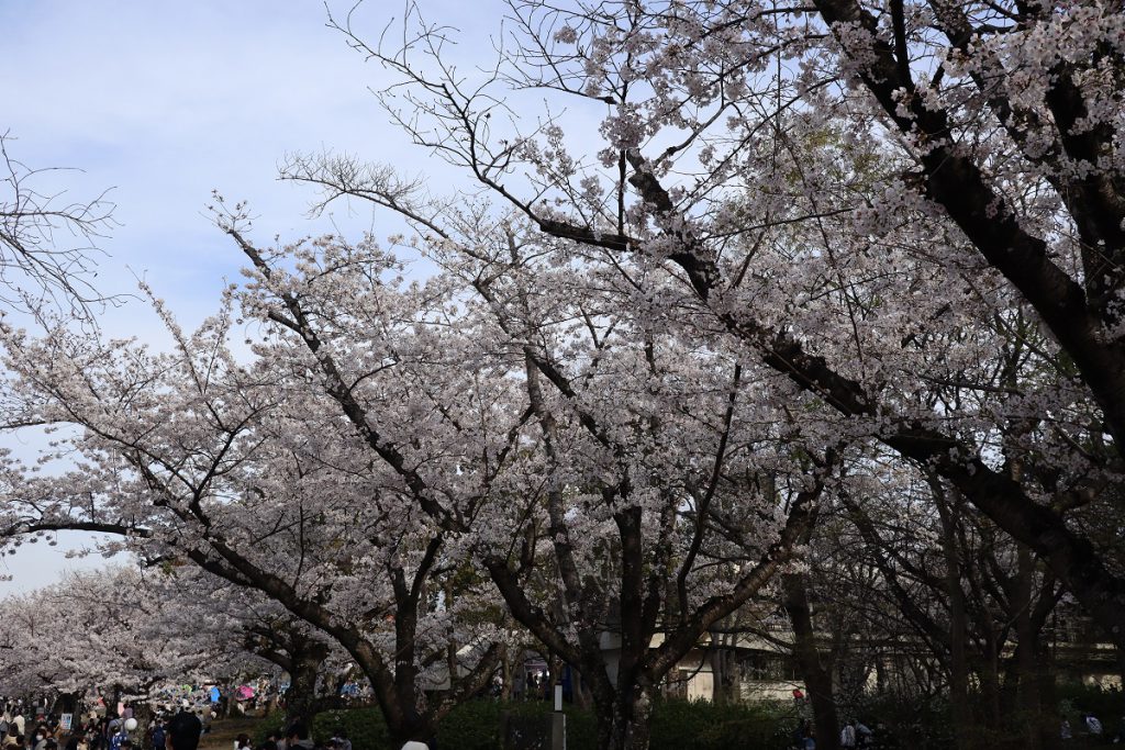 万博記念公園の桜 - 3