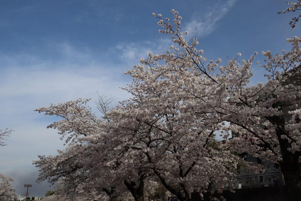 万博記念公園の桜 - 3