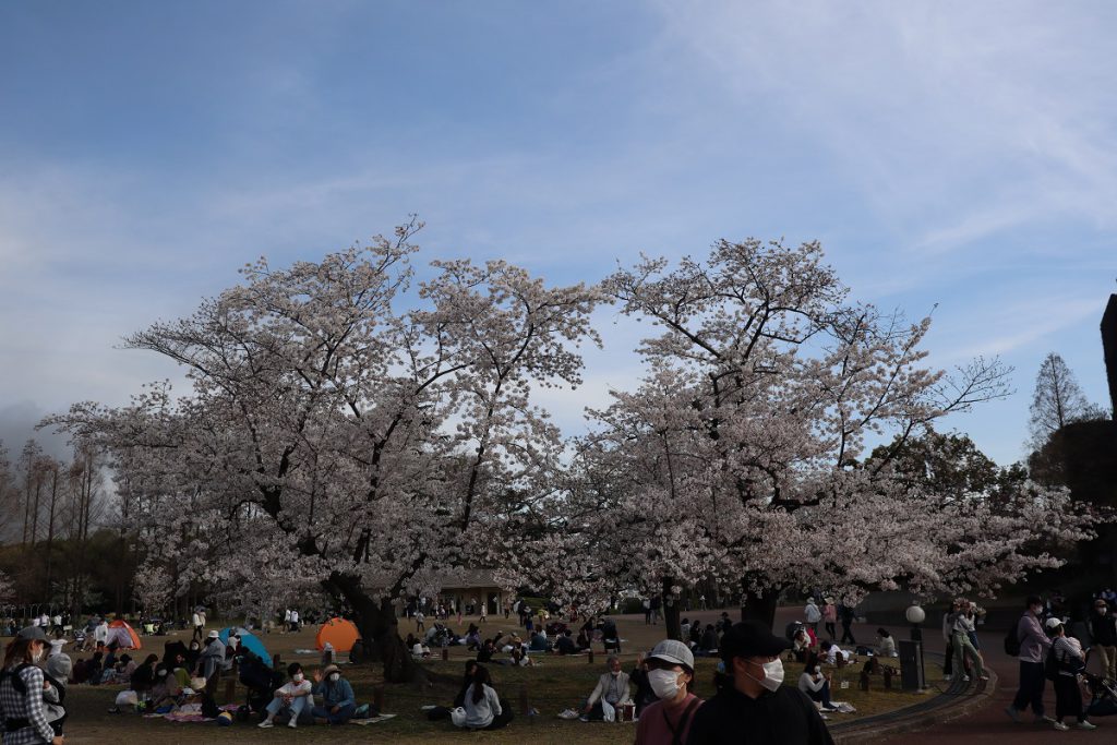 万博記念公園の桜 - 5