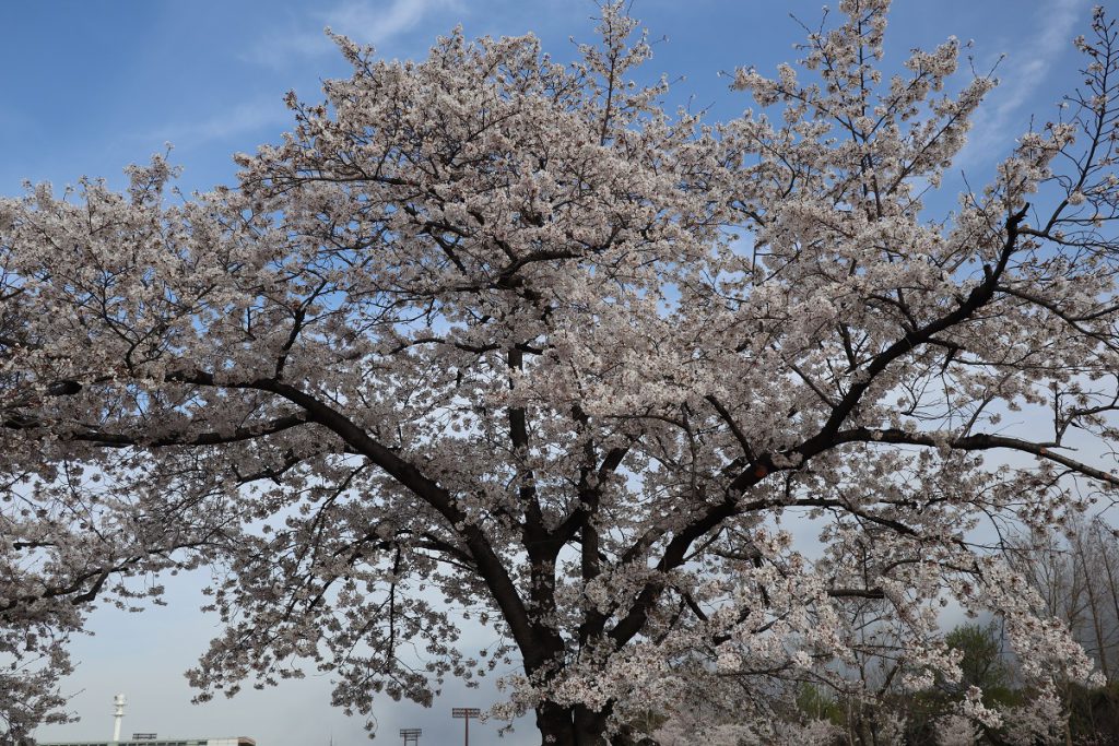 万博記念公園の桜 - 6