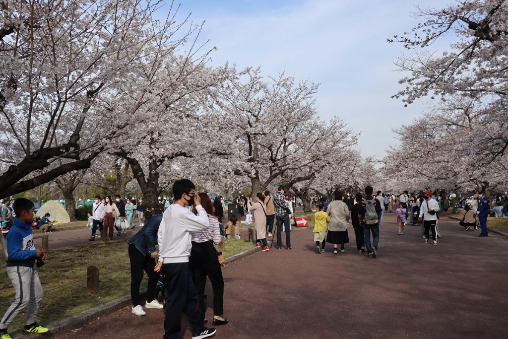 万博記念公園の桜 - 7