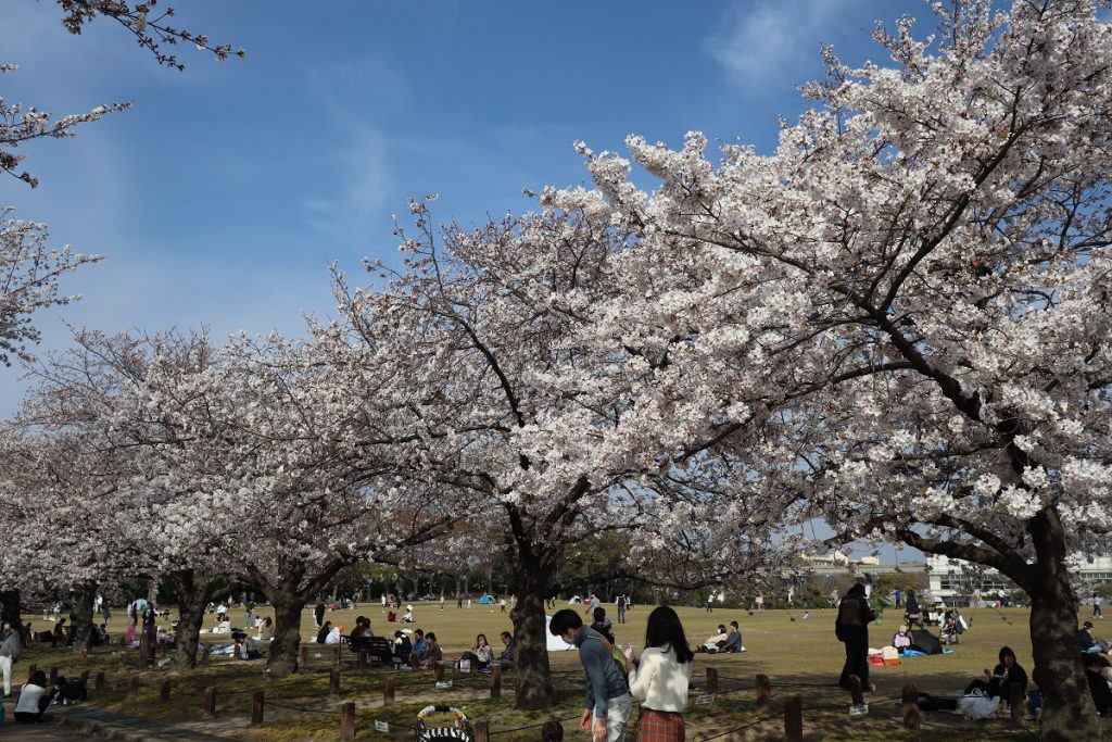 万博記念公園の桜 - 8