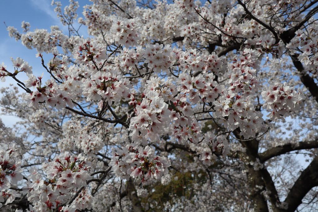 万博記念公園の桜 - 9