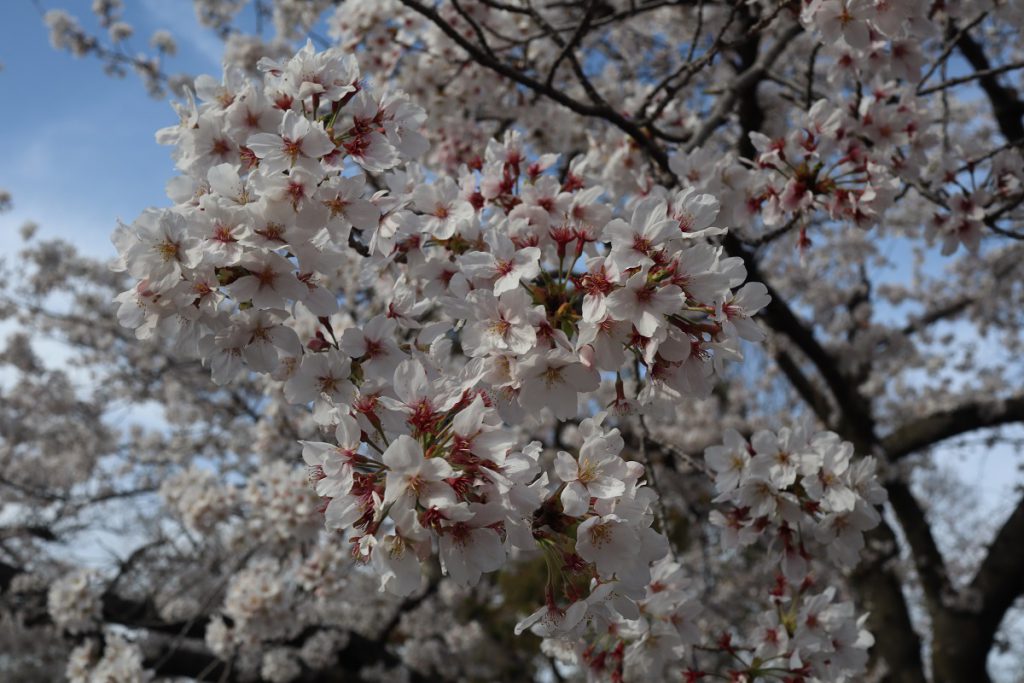 万博記念公園の桜 - 10