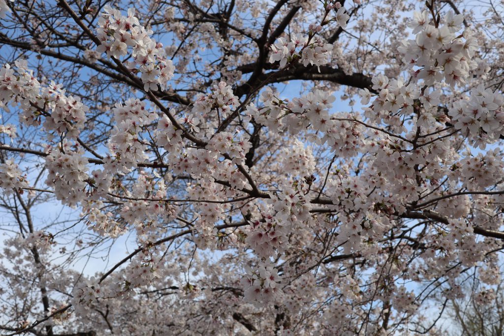 万博記念公園の桜 - 11