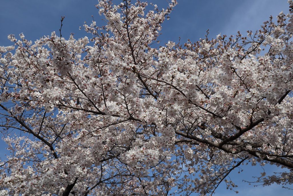 万博記念公園の桜 - 12