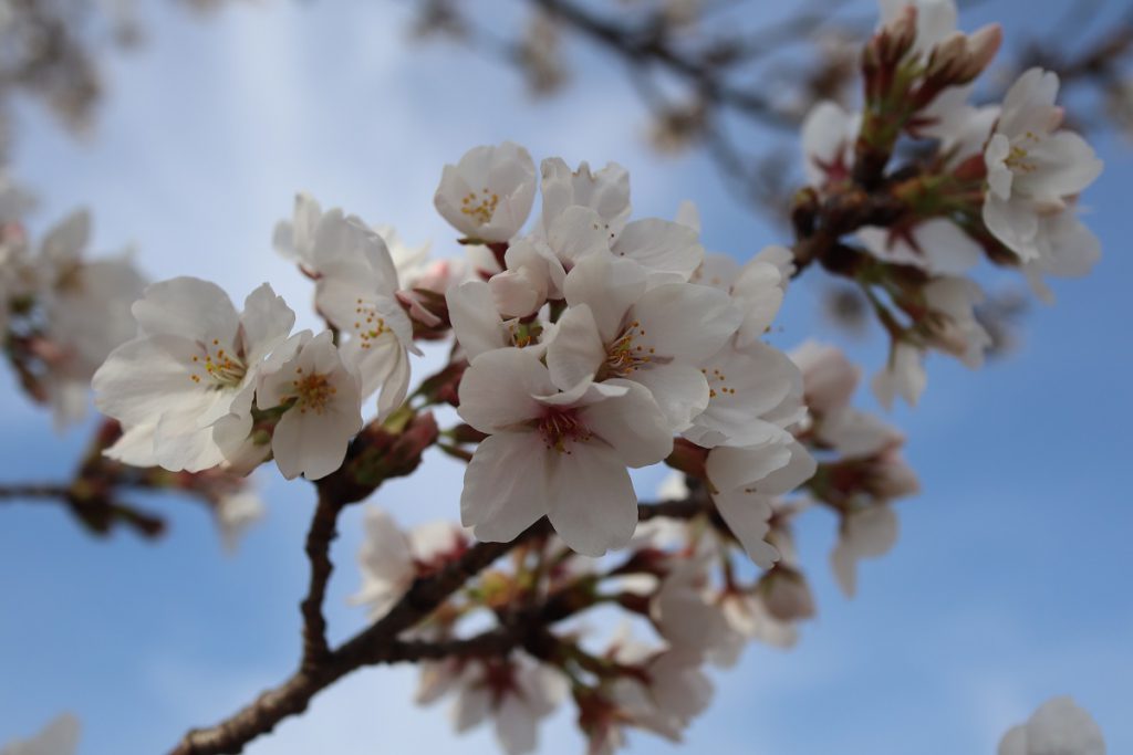 万博記念公園の桜 - 13