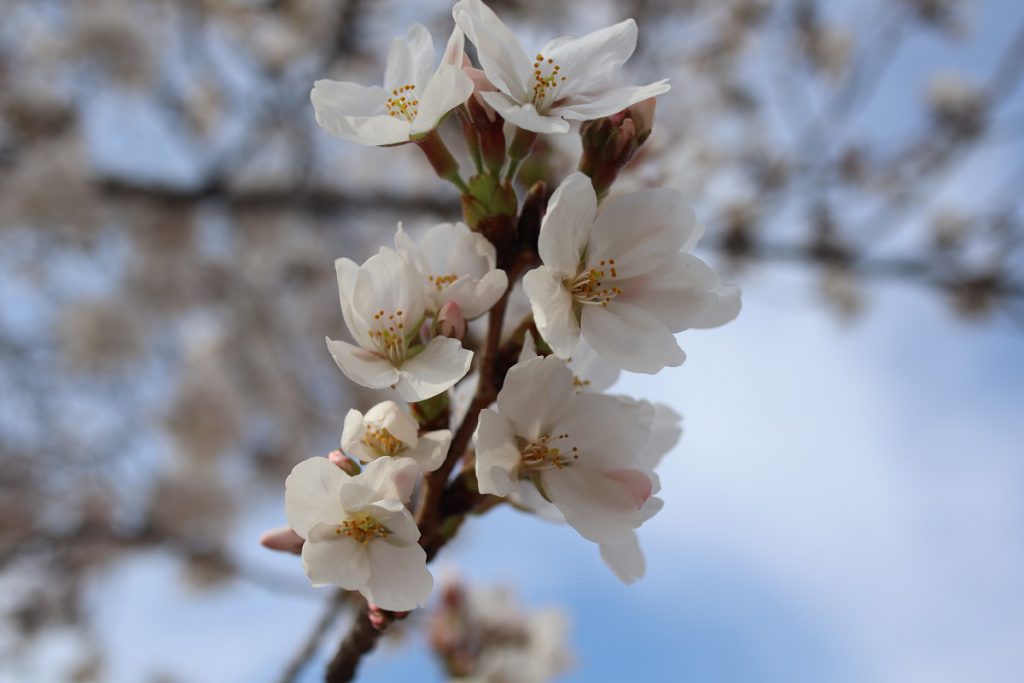 万博記念公園の桜 - 14