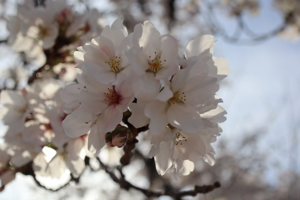 万博記念公園の桜 - 15