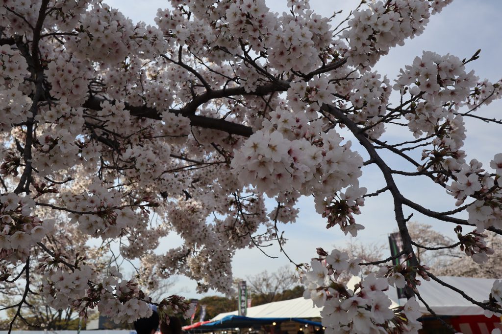 万博記念公園の桜 - 16