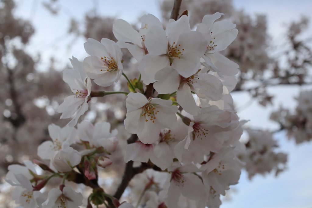 万博記念公園の桜 - 17