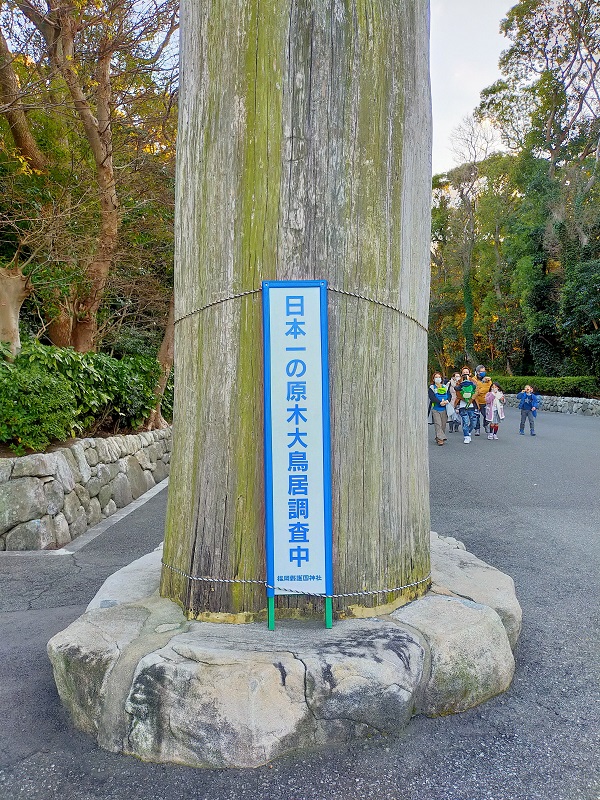 日本一の原木大鳥居調査中