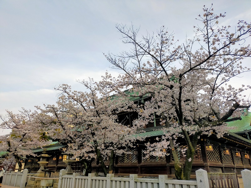 大阪天満宮本殿裏側の桜（右側）