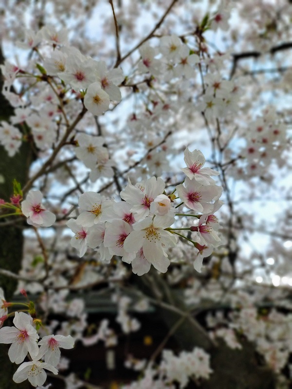 大阪天満宮本殿裏側の桜（接写）