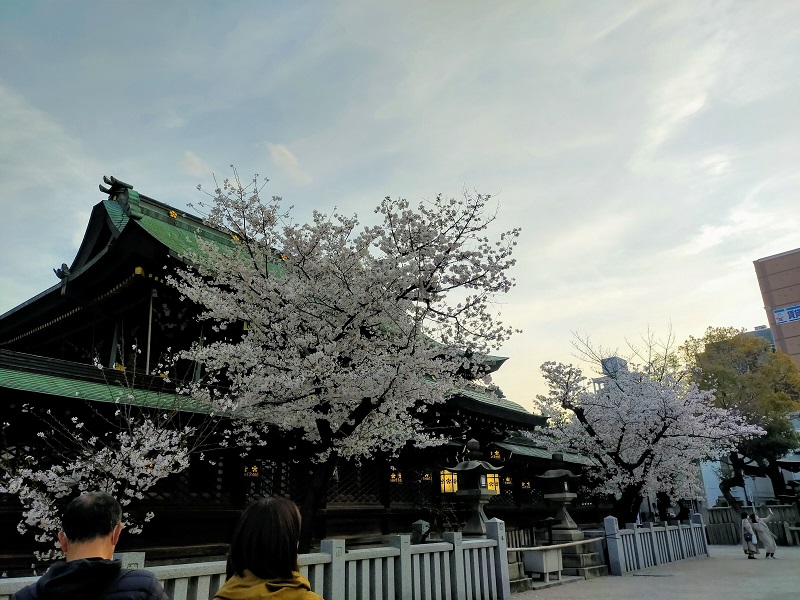 大阪天満宮本殿裏側の桜（左側）