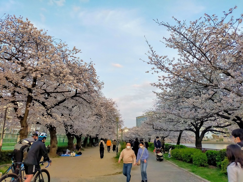南天満公園の桜並木