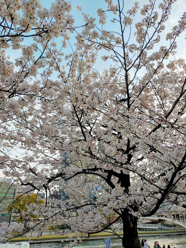 南天満公園の桜（接写）