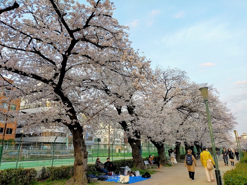 南天満公園の桜並木2
