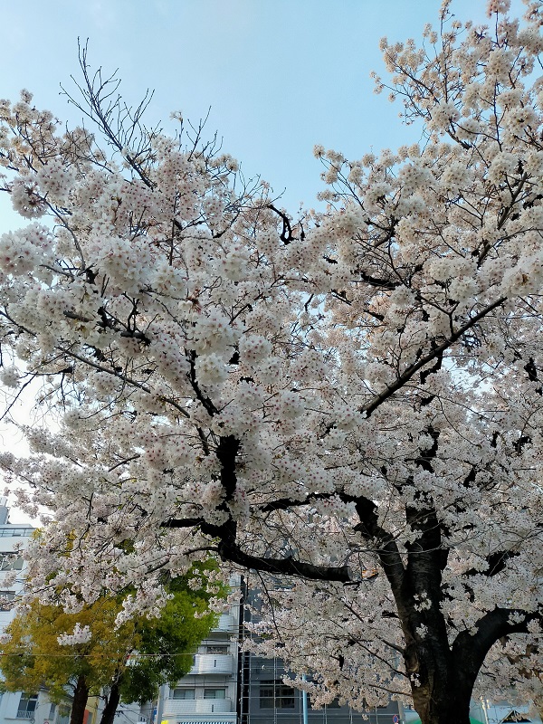 南天満公園の桜（接写2）