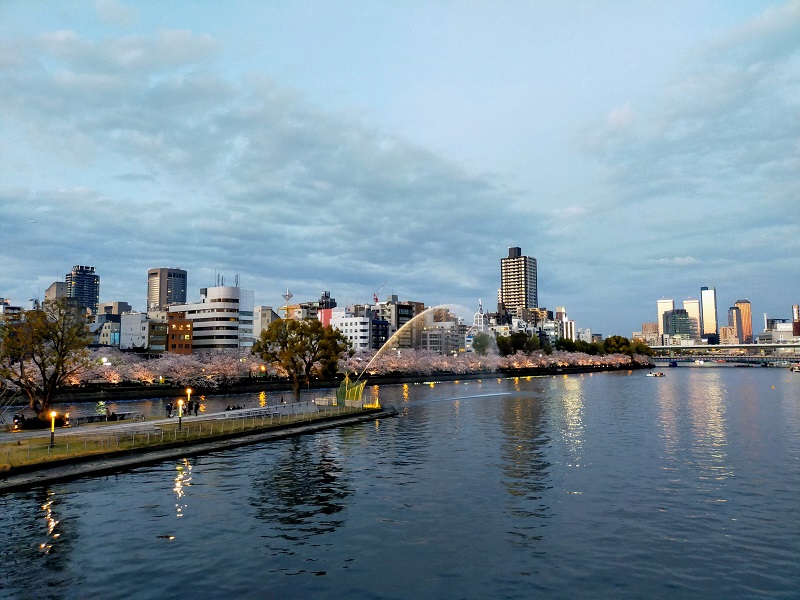 南天満公園の桜（川沿い2）