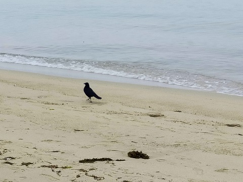 海沿いのカラス