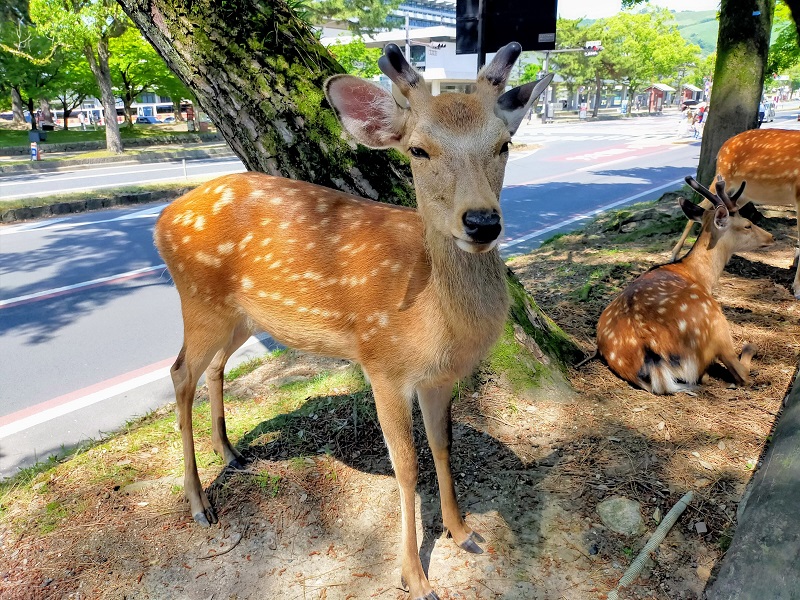 奈良公園の鹿 (1)