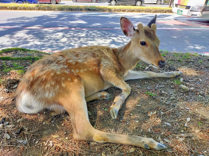 奈良公園の鹿 (2)