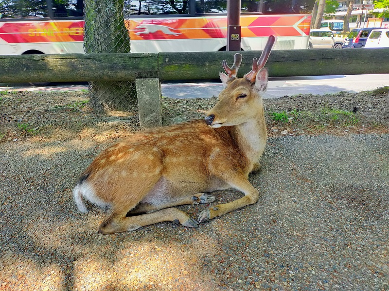 良公園の鹿 (3)