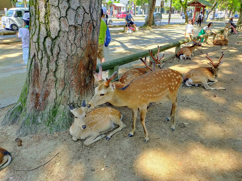 良公園の鹿 (4)