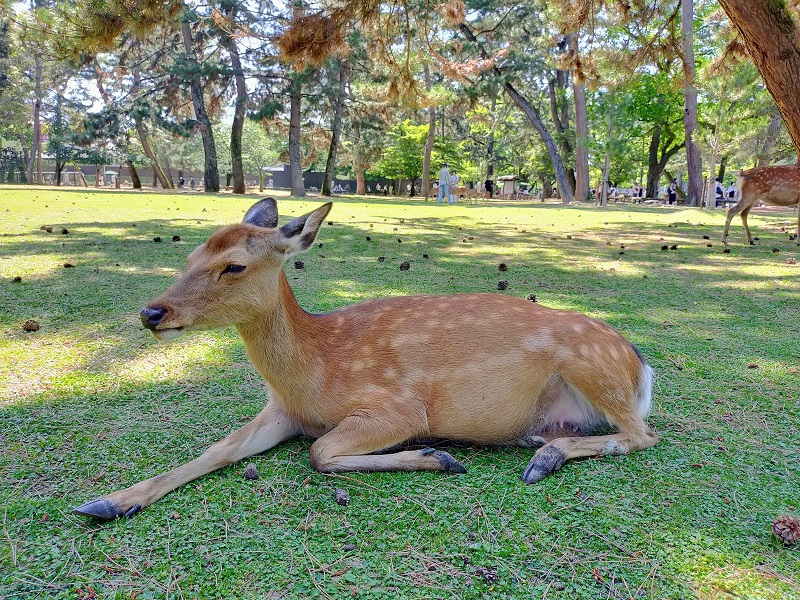 良公園の鹿 (5)