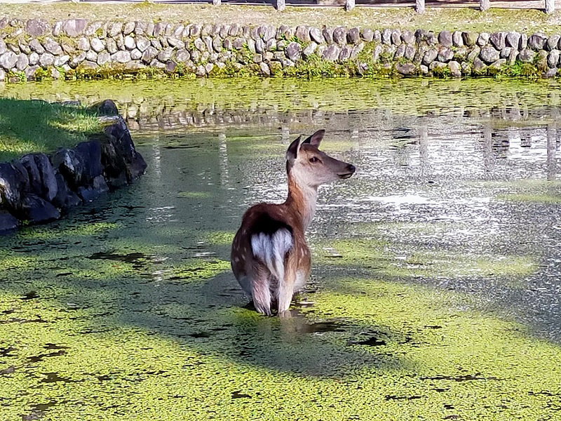 鹿が池の中に…!?