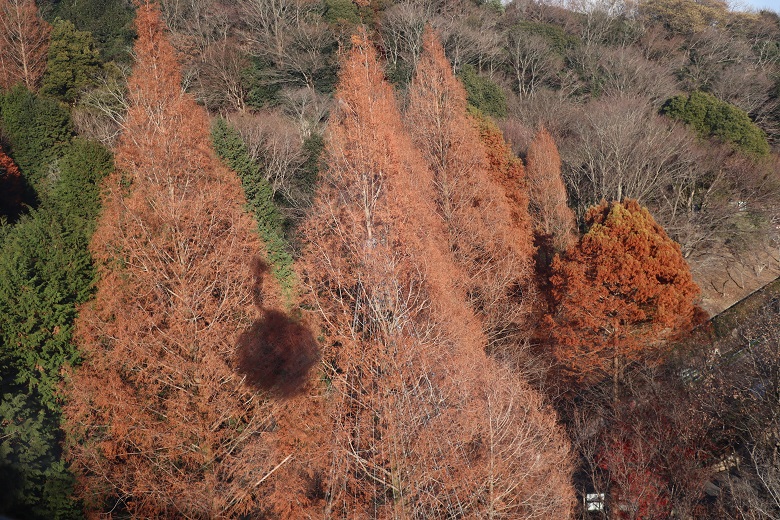 ロープウェイの下にあるたくさんの木々の画像です