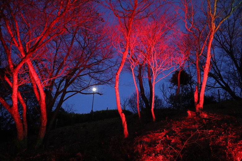 近くの木々が赤くライトアップされている画像です