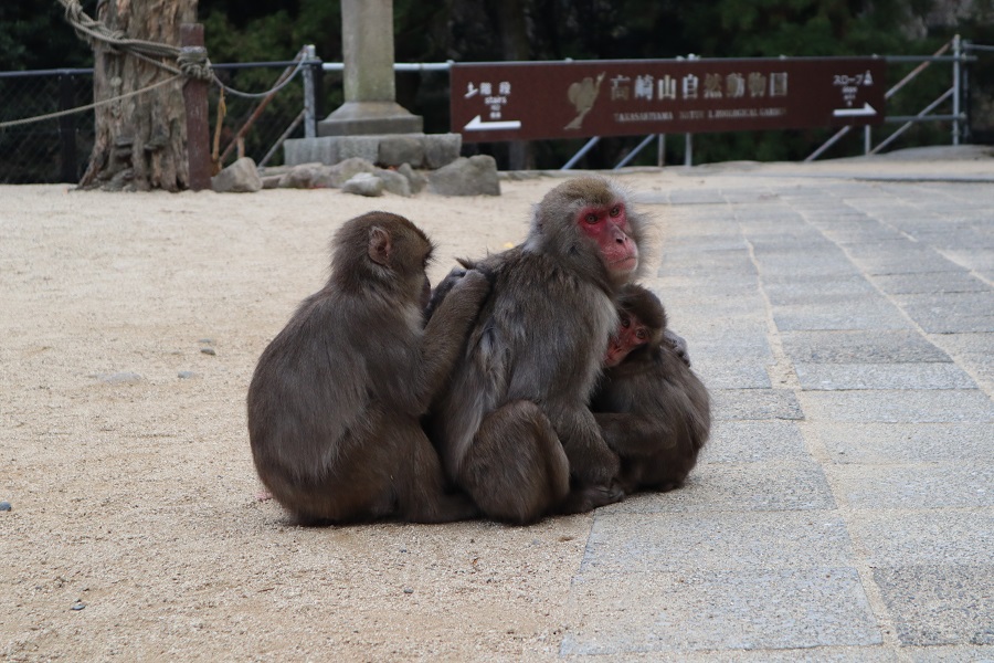 サル（４）の画像です