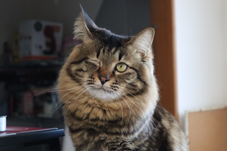 チョッピーの実家で飼われている猫です